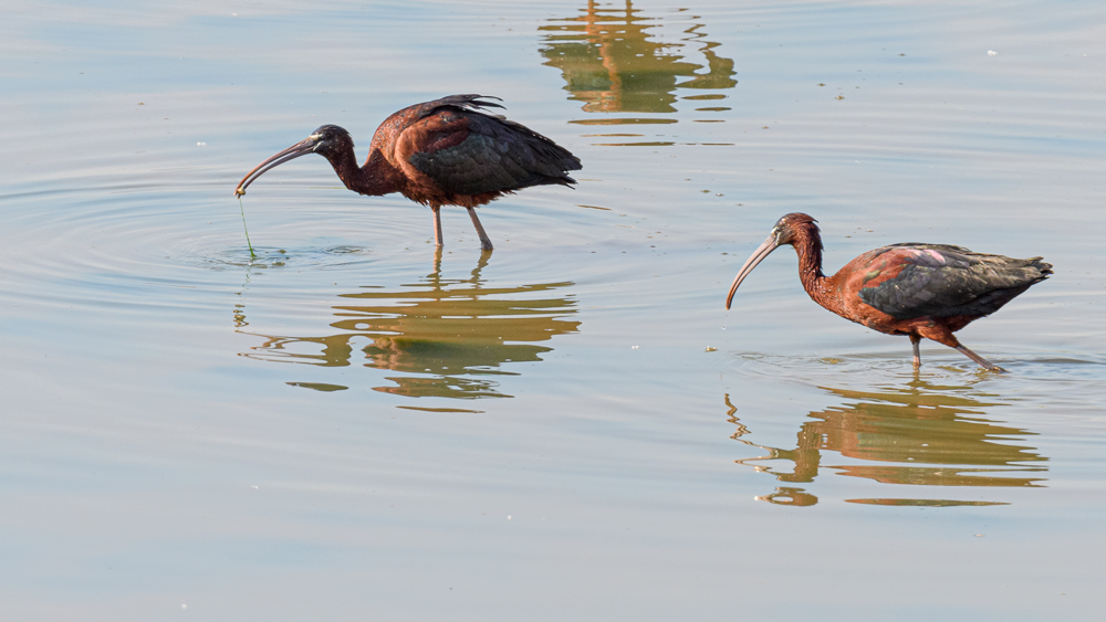Glossy Ibis