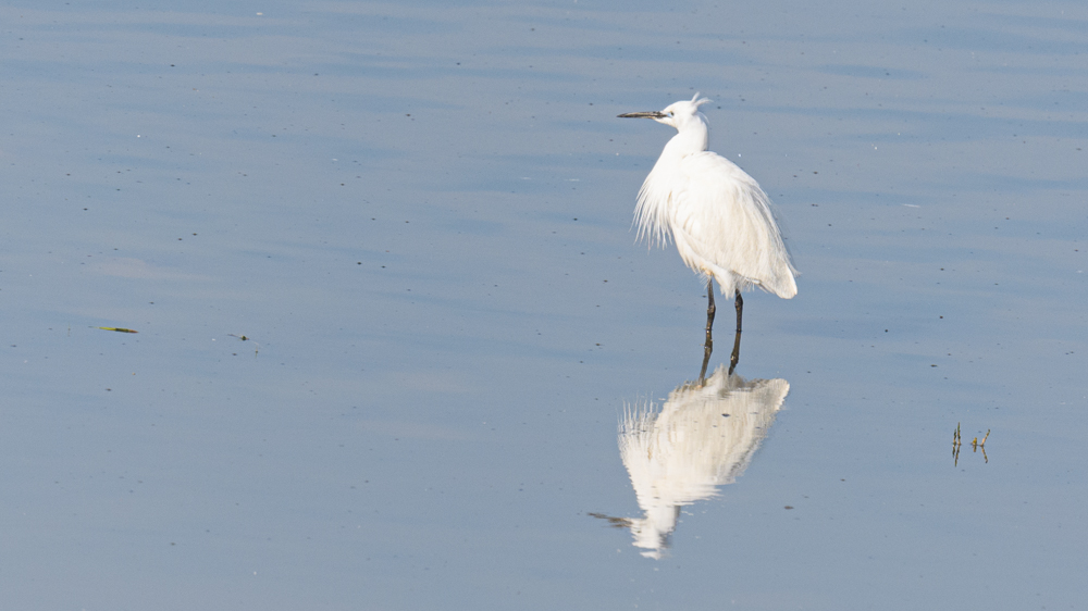 Little Egret