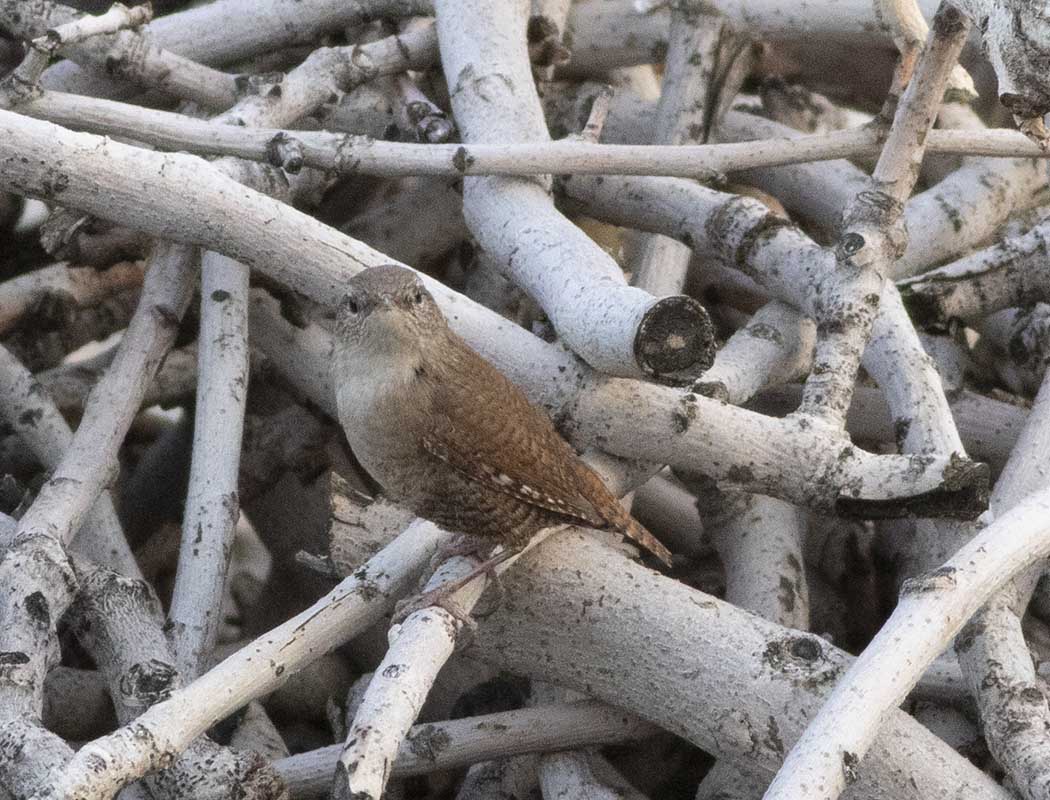 Eurasian Wren