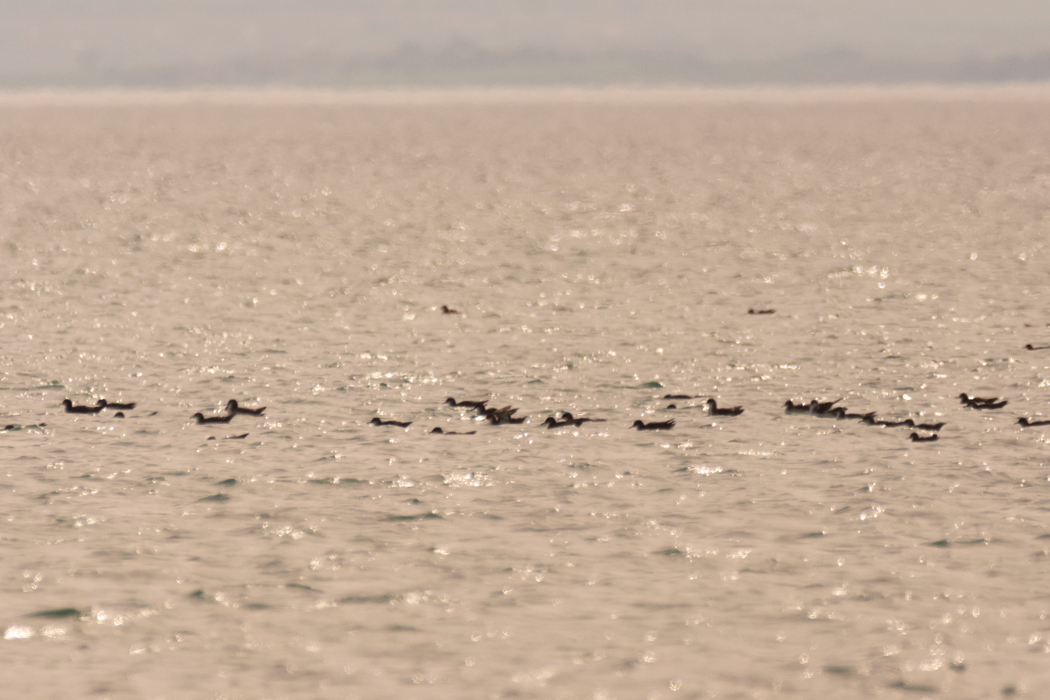 Yelkouan Shearwater