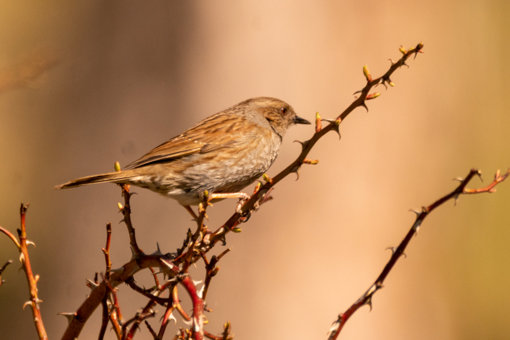 Dunnock