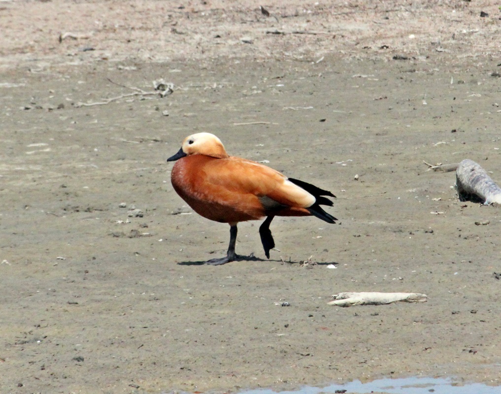 Ruddy Shelduck