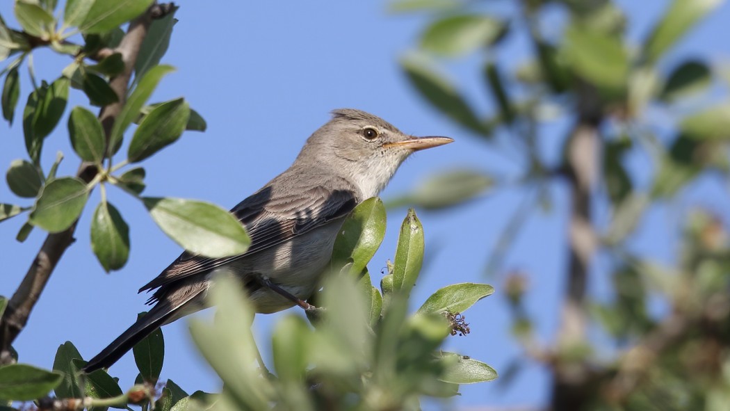 Olive-tree Warbler