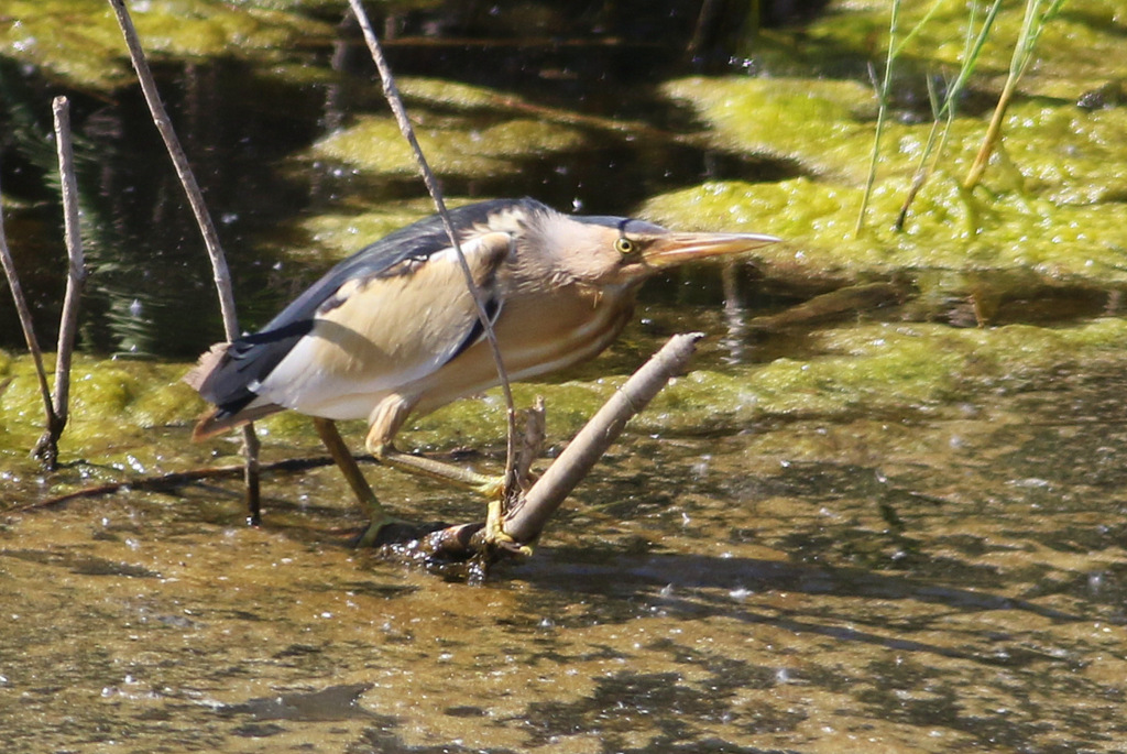 Little Bittern