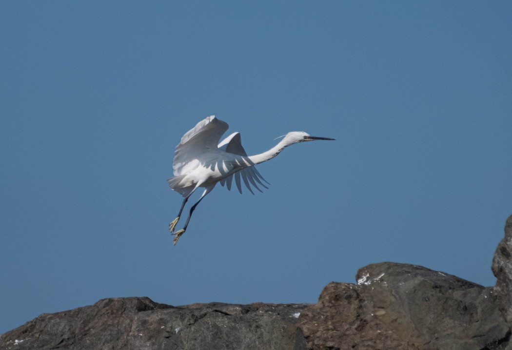 Little Egret