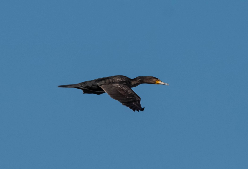 Great Cormorant