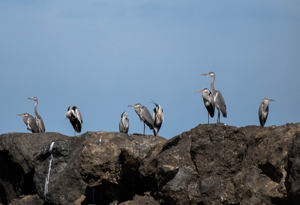Grey Heron