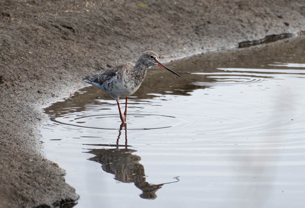 Spotted Redshank
