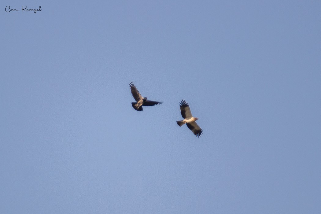 Booted Eagle