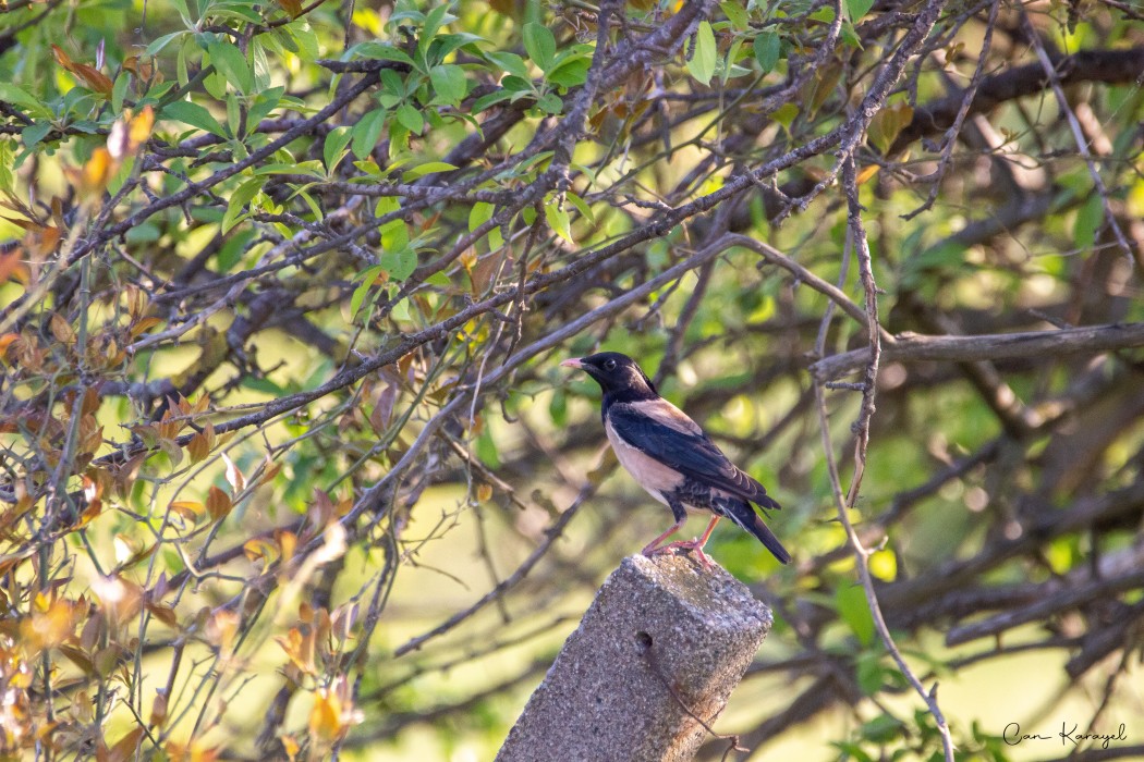 Rosy Starling
