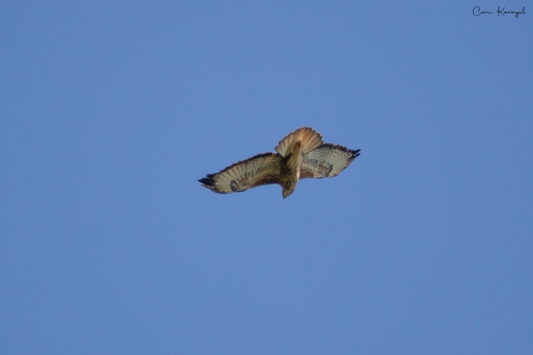 Long-legged Buzzard