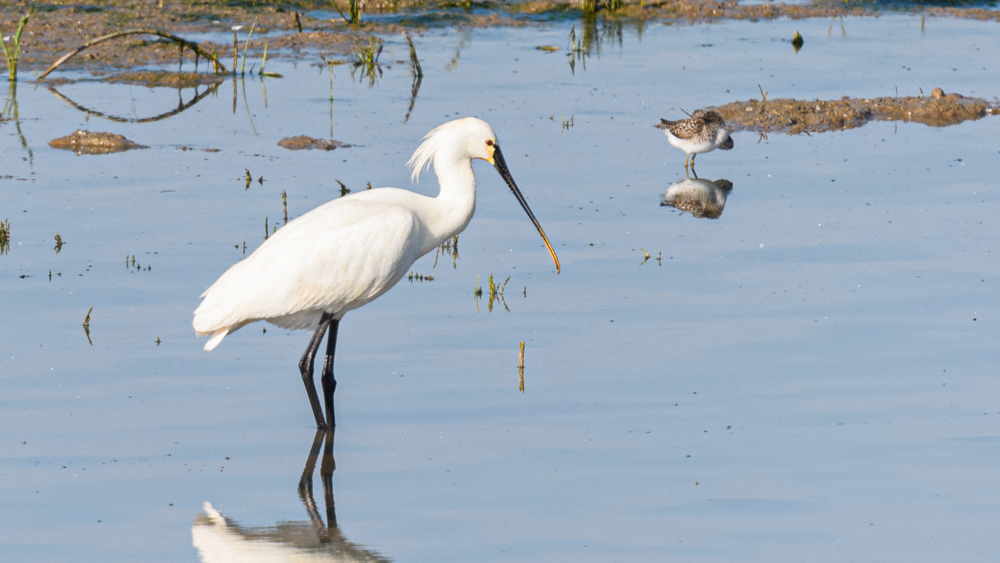 Eurasian Spoonbill