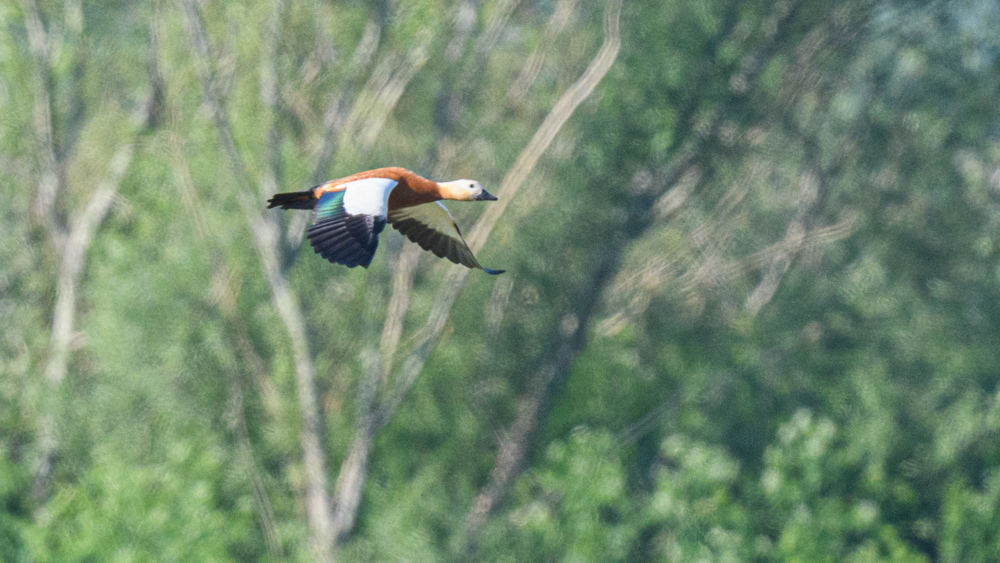 Ruddy Shelduck