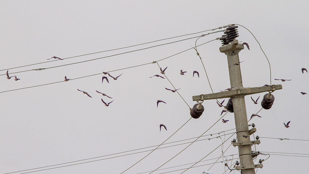 Rosy Starling