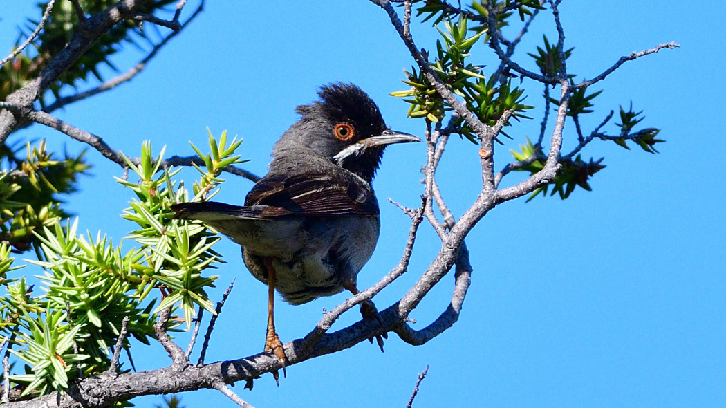 Rüppell`s Warbler