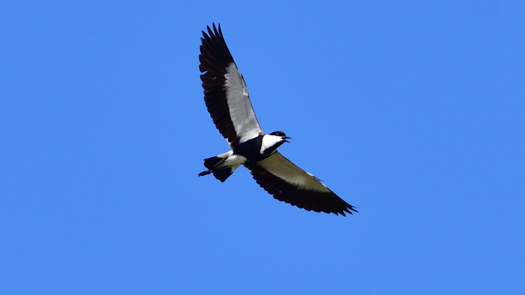 Spur-winged Lapwing
