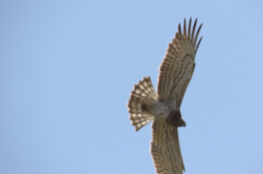 Short-toed Snake Eagle