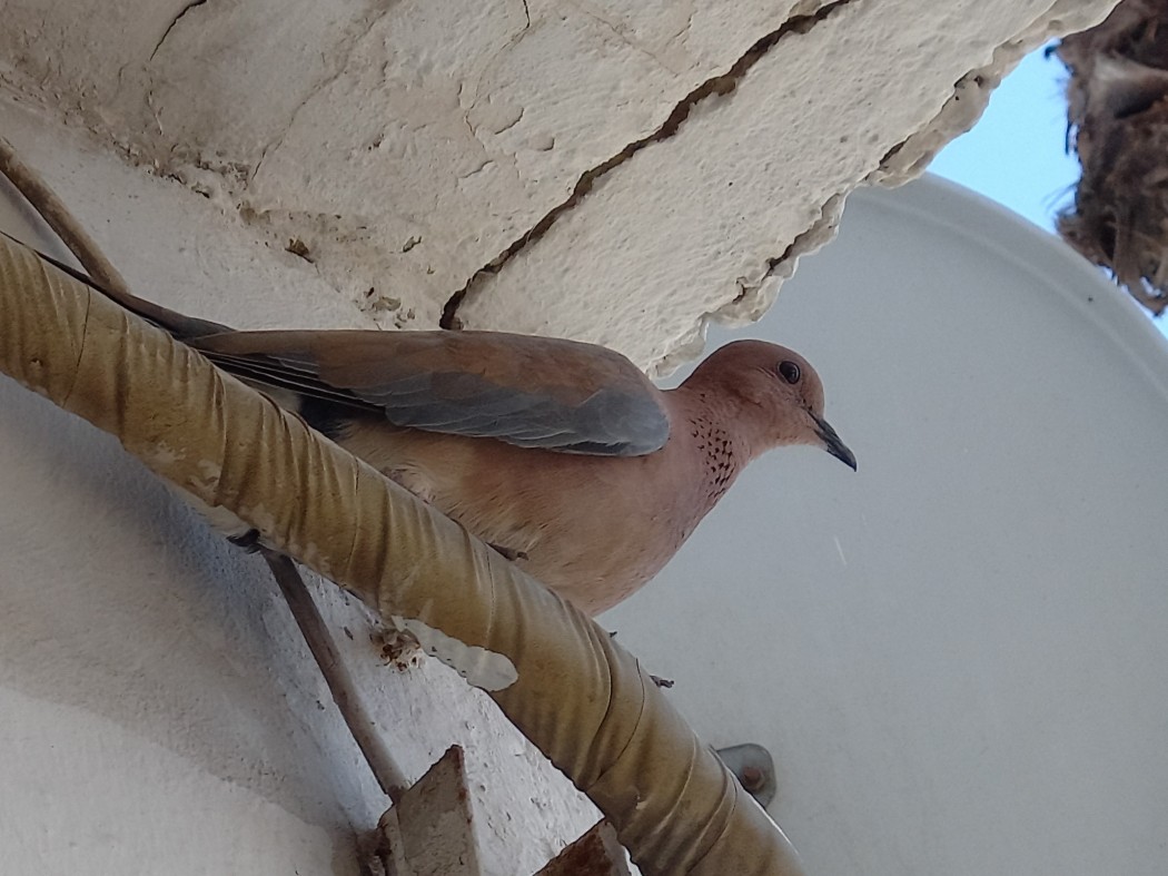 Laughing Dove