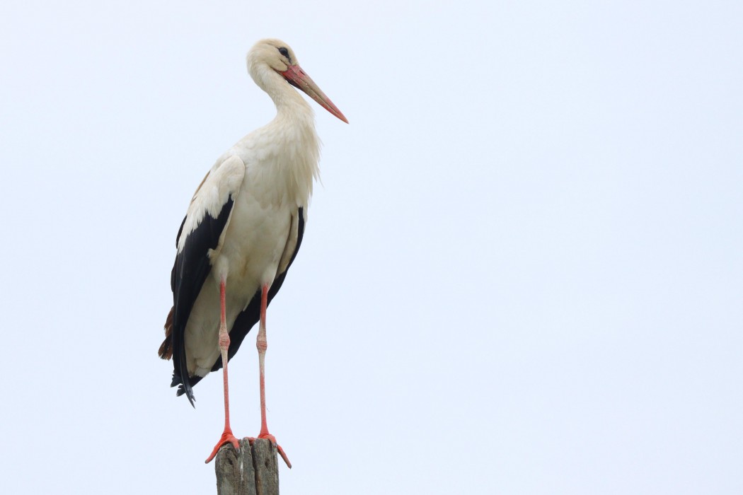 White Stork