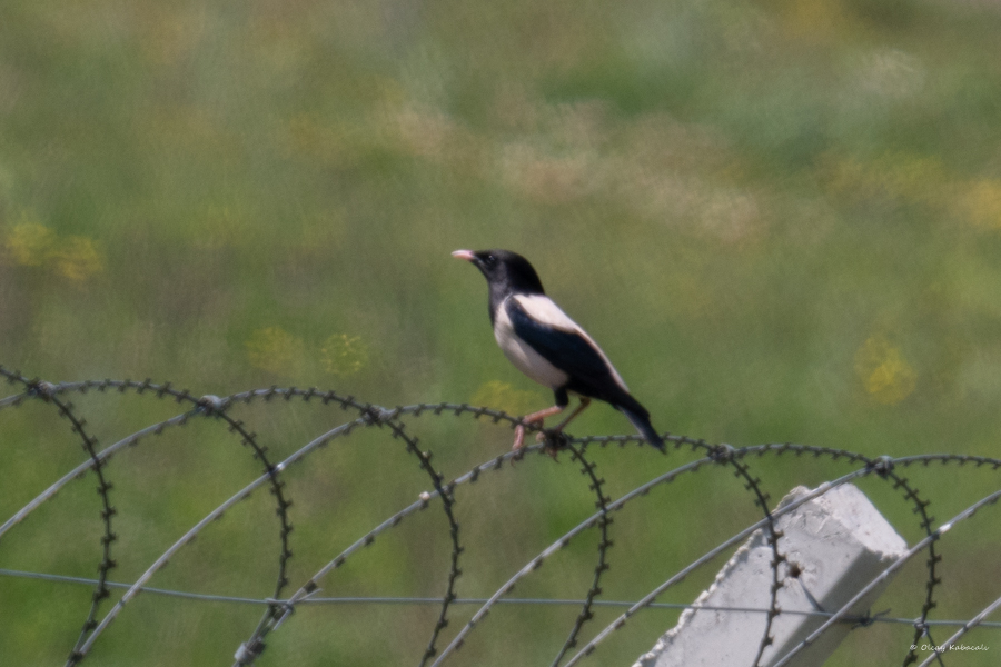 Rosy Starling