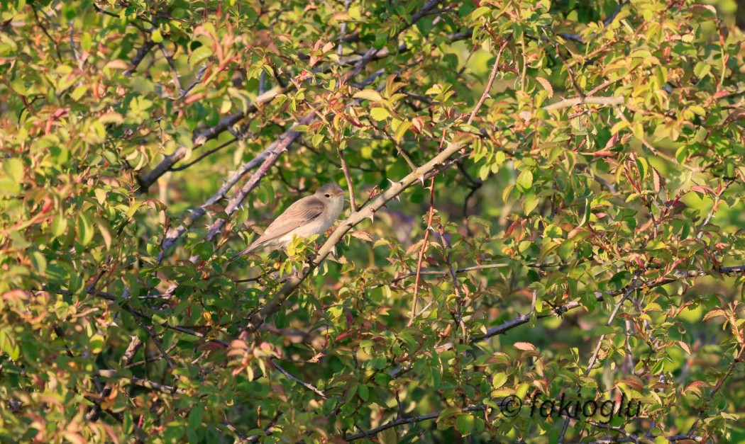 Common Whitethroat