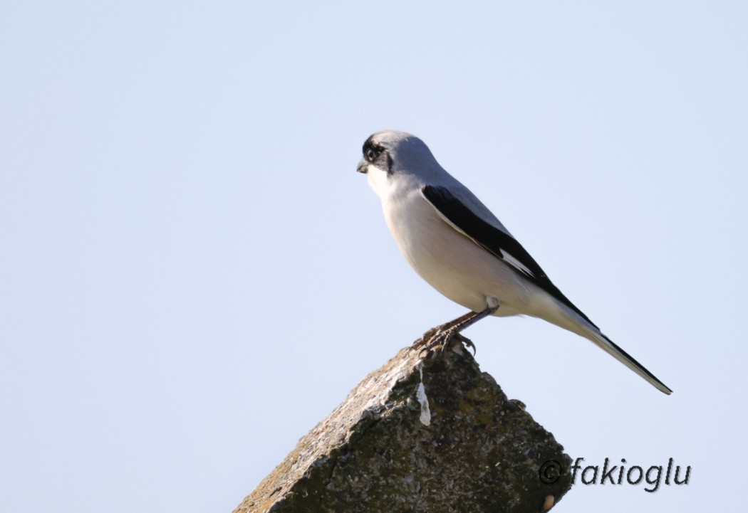 Lesser Grey Shrike
