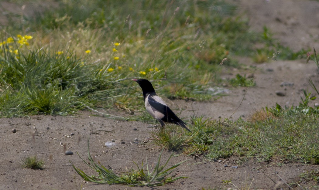 Rosy Starling