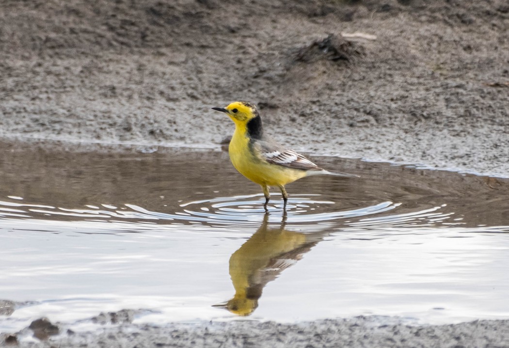 Citrine Wagtail
