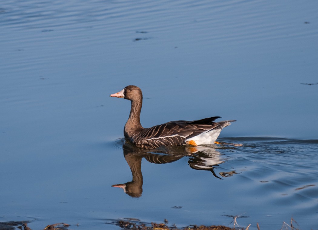 Greater White-fronted Goose