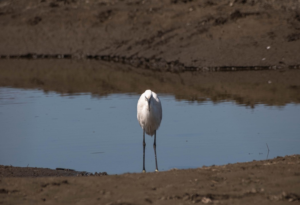 Little Egret
