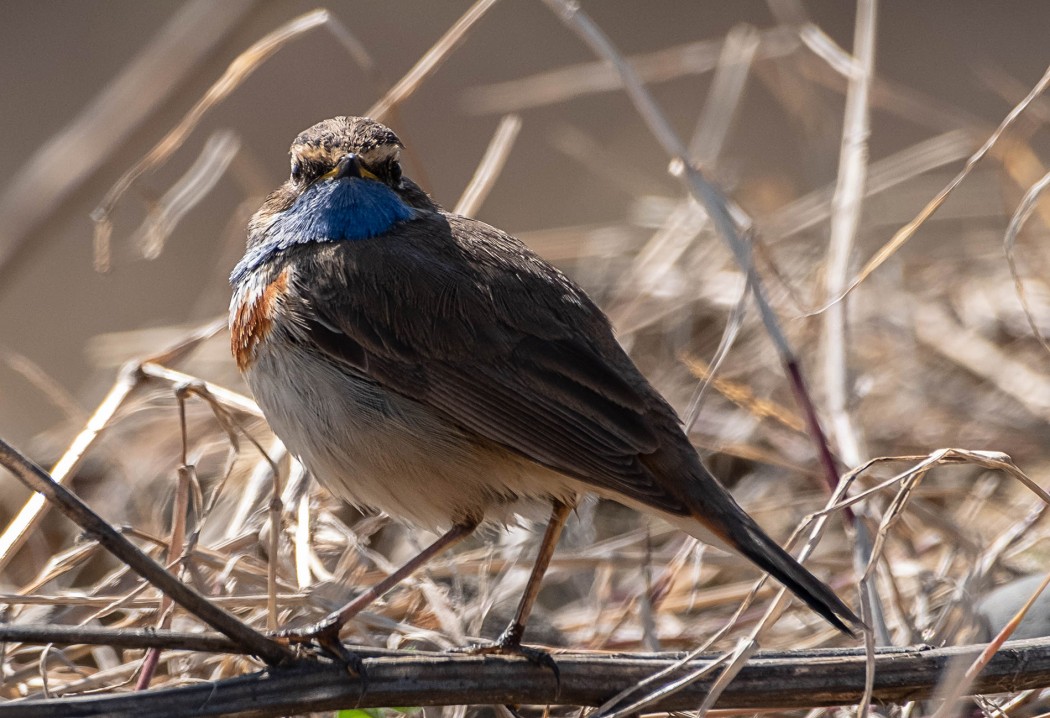 Bluethroat