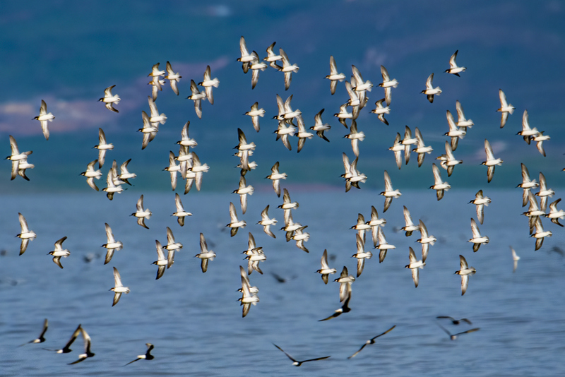 Red-necked Phalarope