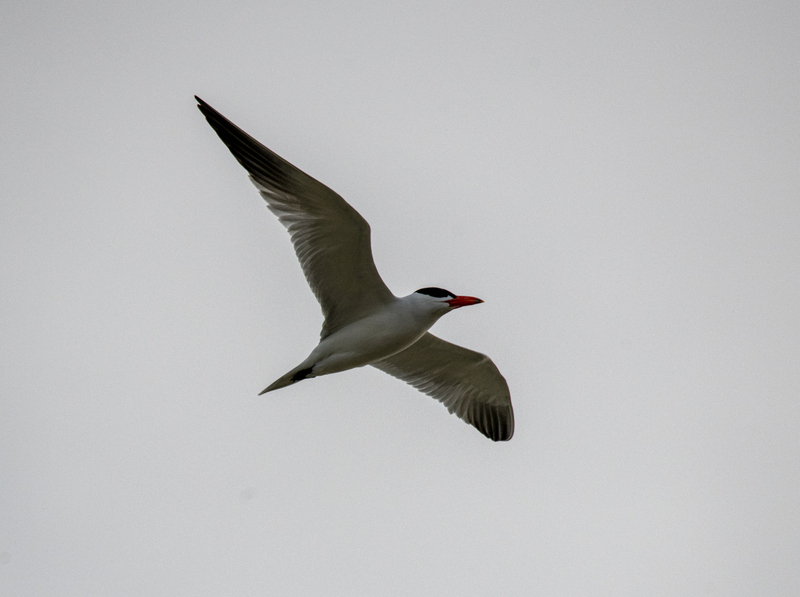 Caspian Tern