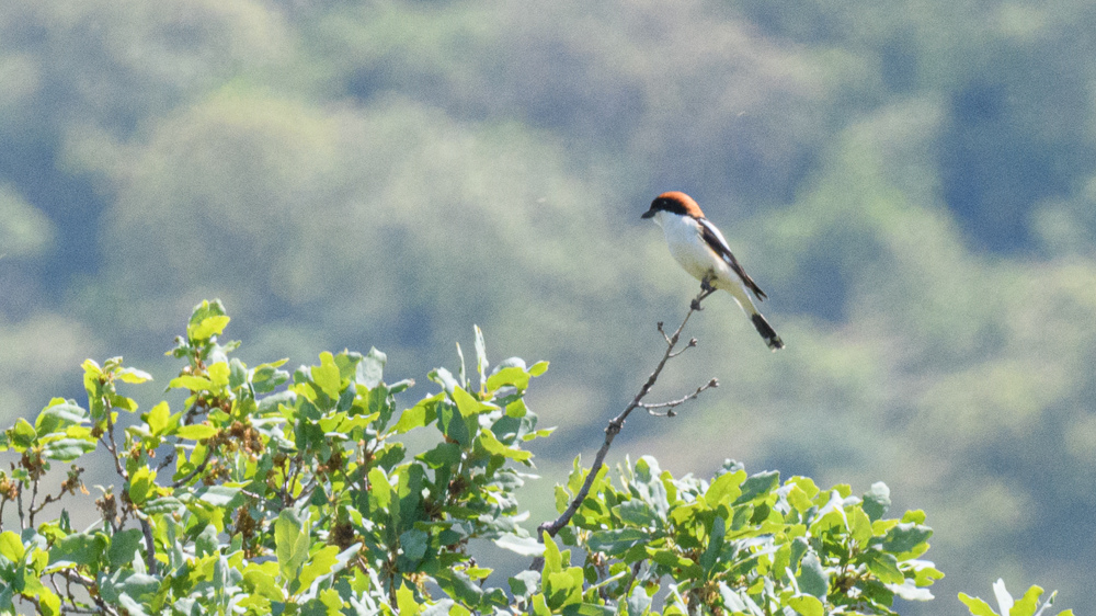 Woodchat Shrike