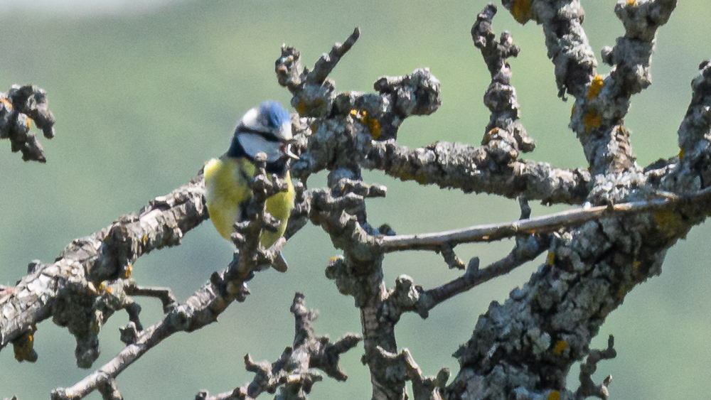 Eurasian Blue Tit