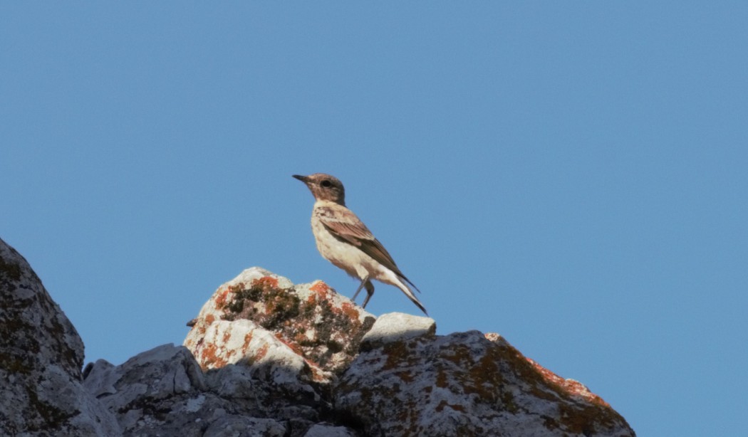 Northern Wheatear