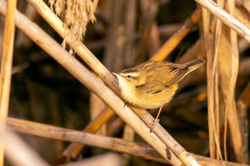 Sedge Warbler
