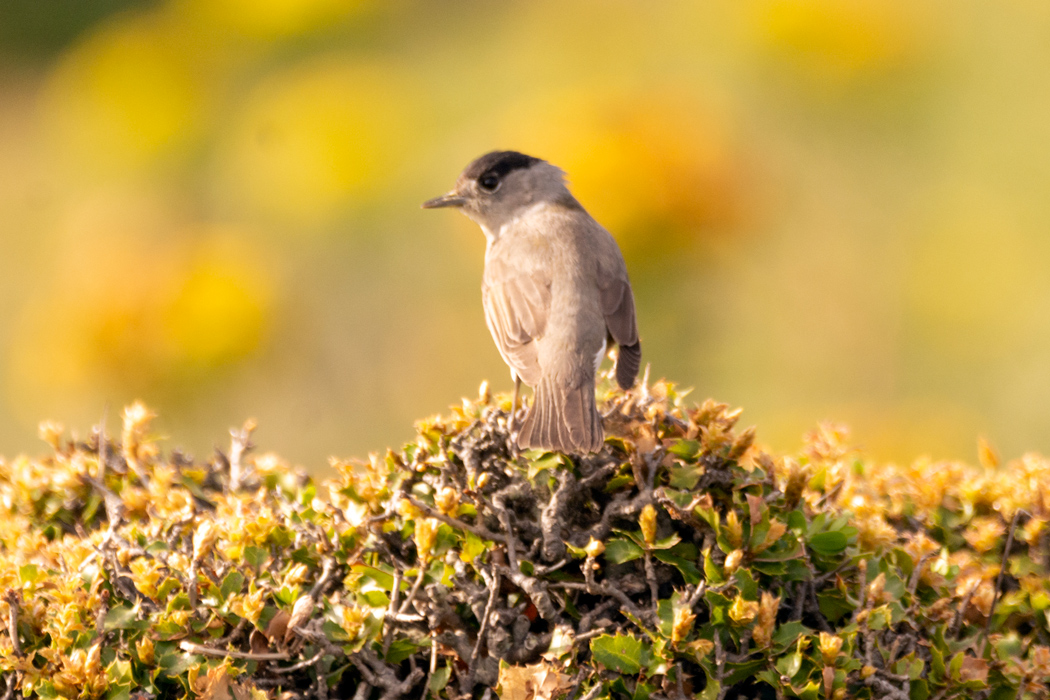 Eurasian Blackcap
