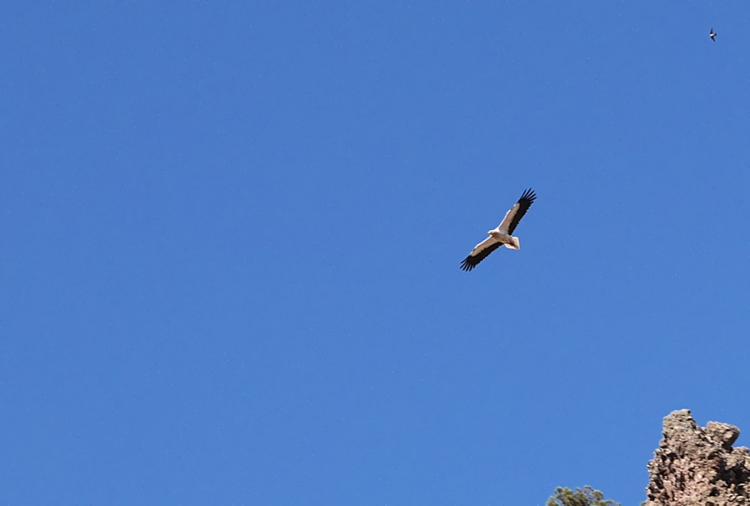 Egyptian Vulture