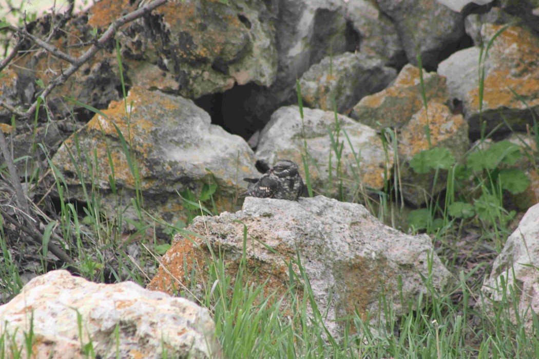 European Nightjar