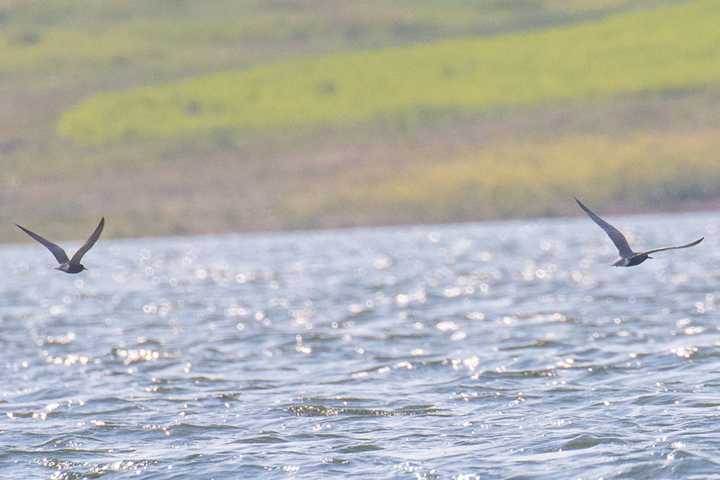 Black Tern