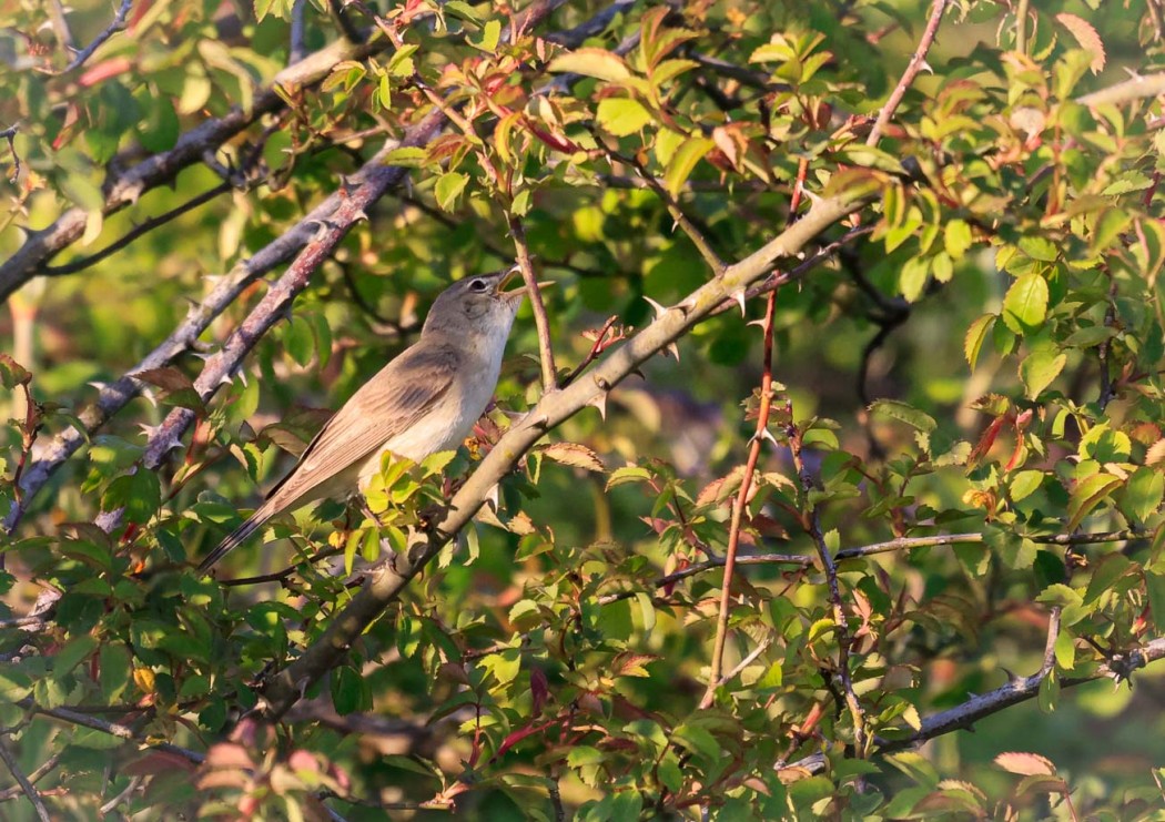 Eastern Olivaceous Warbler