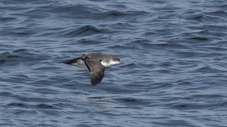 Yelkouan Shearwater