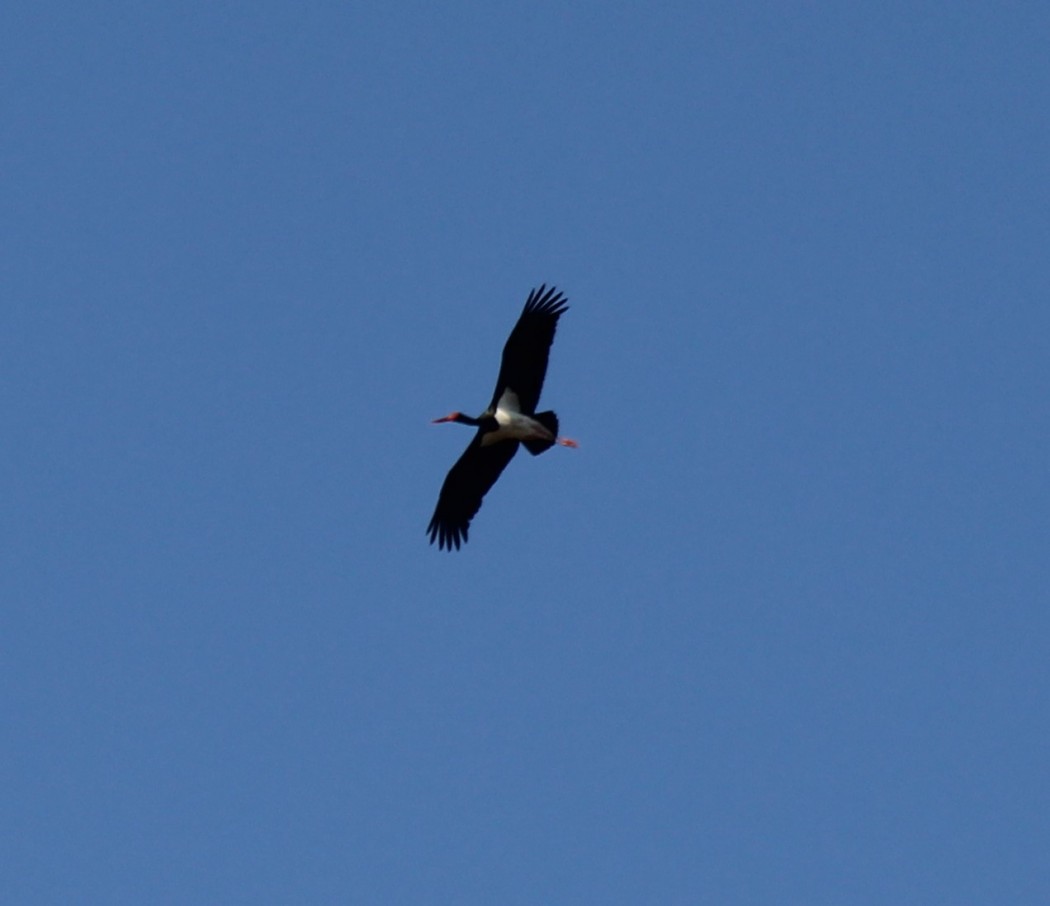 Black Stork