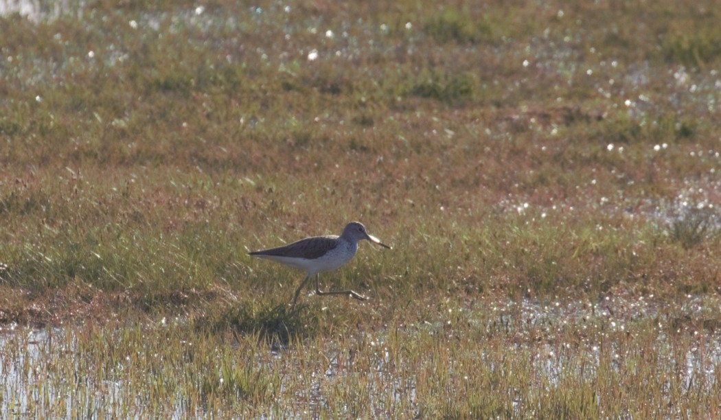 Common Greenshank