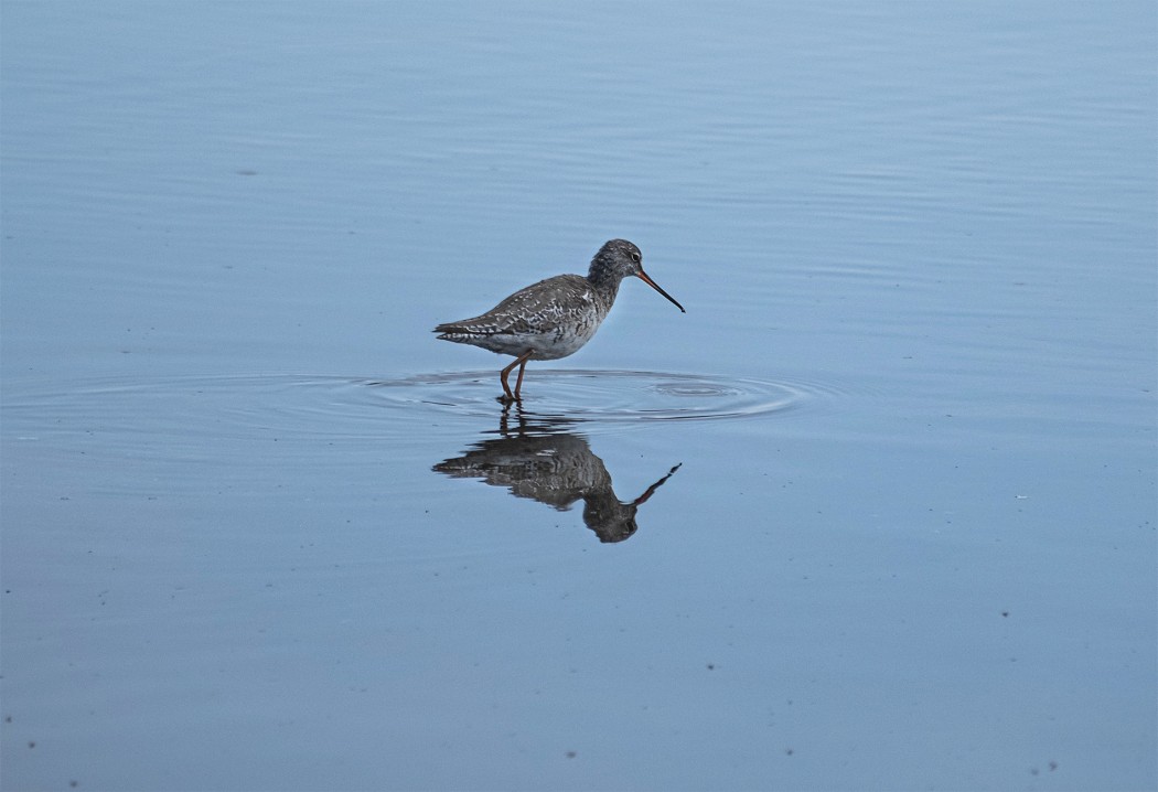 Spotted Redshank