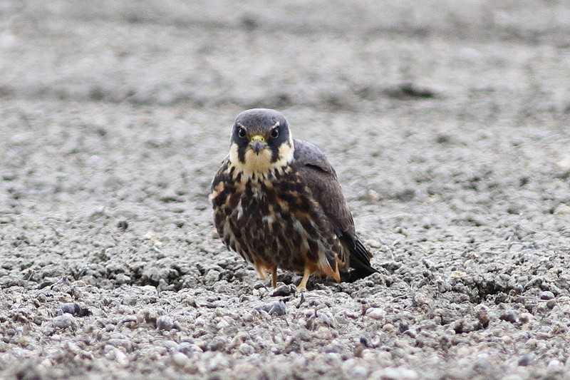 Eurasian Hobby