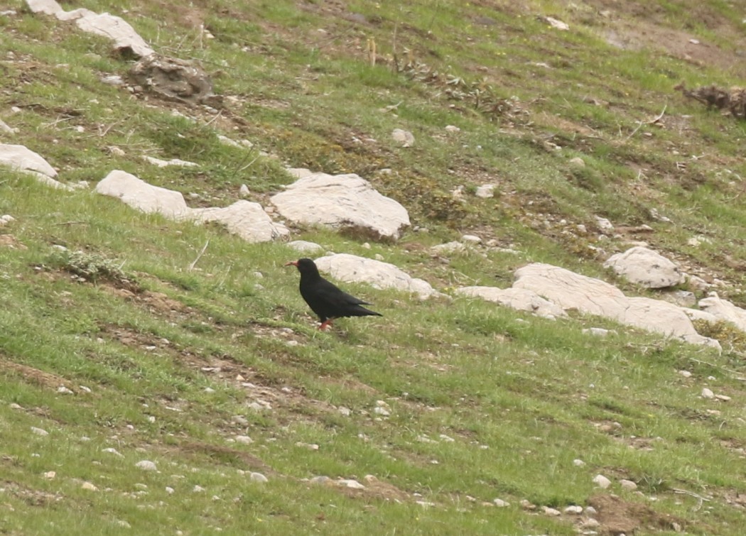 Red-billed Chough