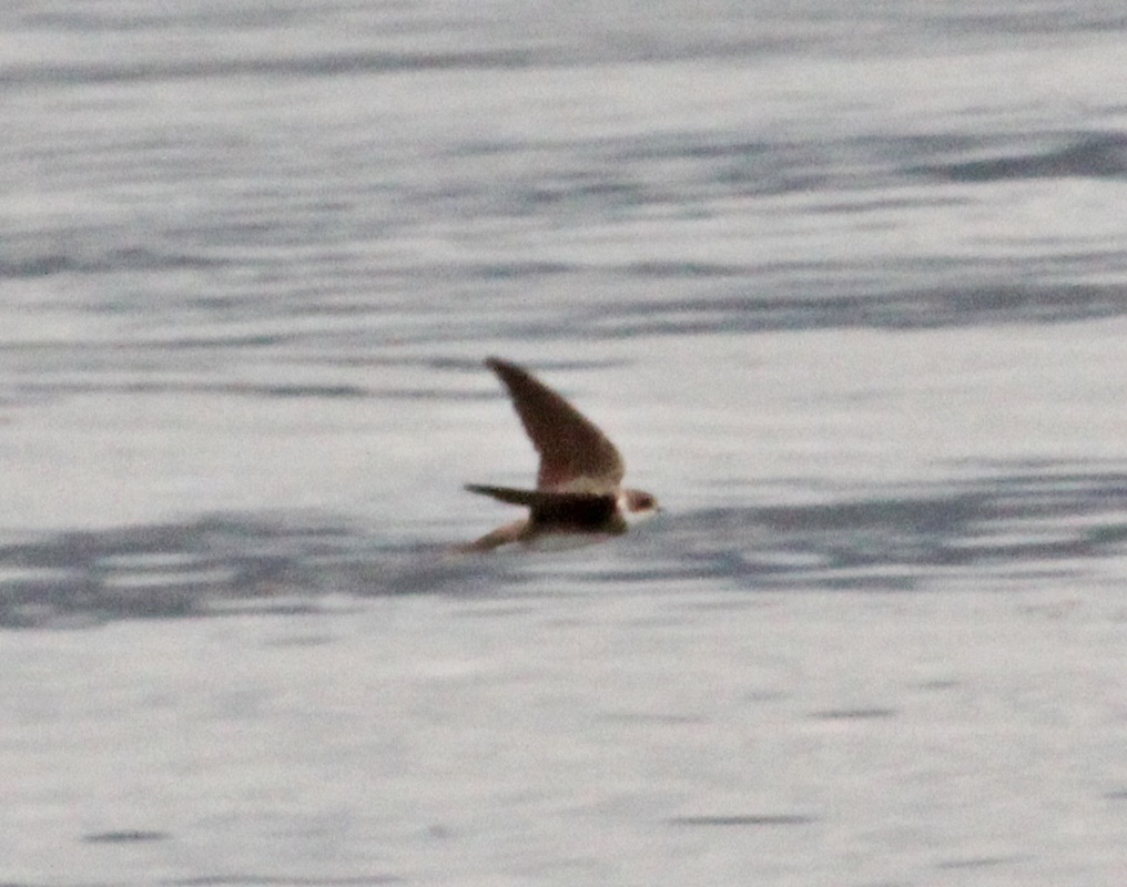 Sand Martin