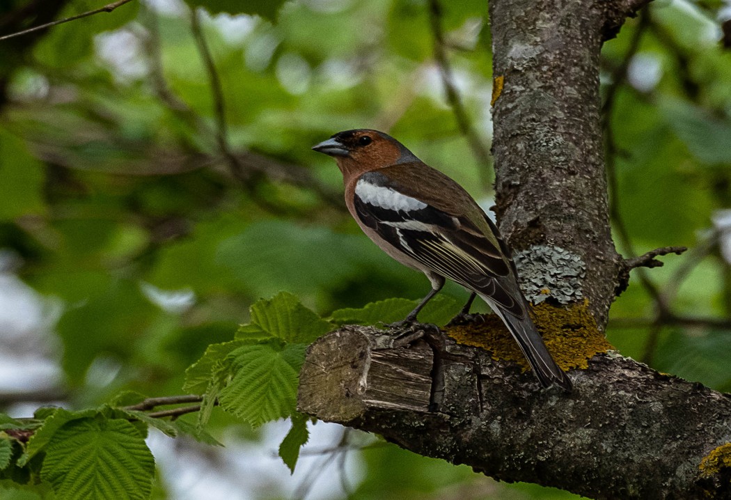Eurasian Chaffinch